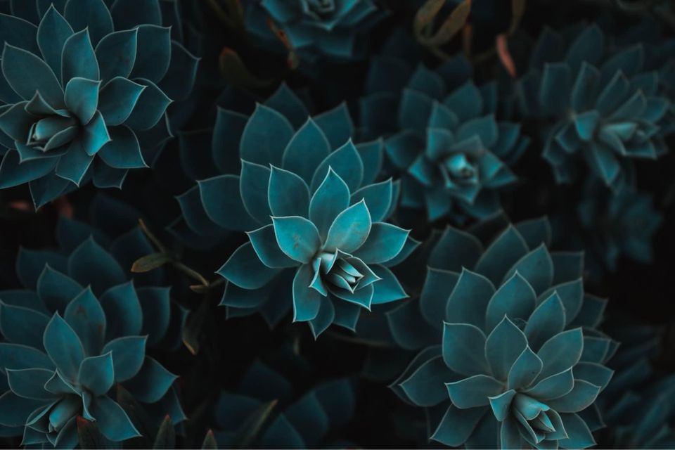 Canon 2000D + EF-S 18-55 mm